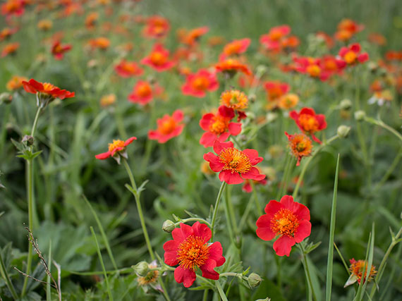 Notas escarlatas y naranjas del geum de los Balcanes